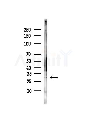 PRRG4 Antibody - Western blot analysis of lysates from Rat brain, using PRRG4 Antibody at 1/1000 dilution.