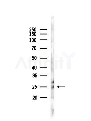 TMEM109 Antibody - Western blot analysis of lysates from RAW264.