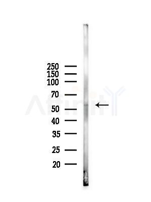 SEC61A Antibody - Western blot analysis of lysates from Mouse spleen, using SEC61A Antibody at 1/1000 dilution.