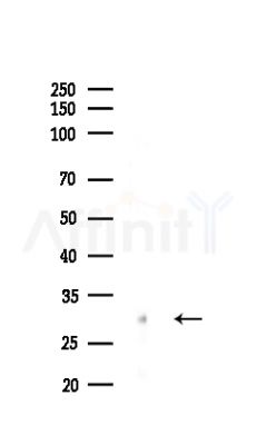 SPC25 Antibody - Western blot analysis of lysates from HepG2 cells(LPS,4h treatment), using SPC25 Antibody at 1/1000 dilution.