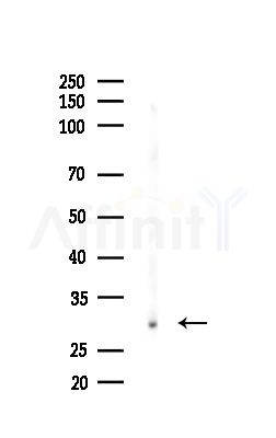 SPC25 Antibody - Western blot analysis of lysates from Mouse testis, using SPC25 Antibody at 1/1000 dilution.