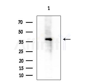 GNA13 Antibody - Western blot analysis of extracts from EC304 cells, using GNA13 Antibody at 1/1000 dilution.