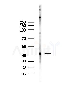 GNA13 Antibody - Western blot analysis of lysates from EC304 cells, using GNA13 Antibody at 1/1000 dilution.