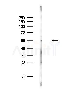 LRRC42 Antibody - Western blot analysis of lysates from Rat liver, using LRRC42 Antibody at 1/1000 dilution.