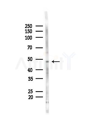 PSPC1 Antibody - Western blot analysis of lysates from B16F10-LUC cells(LPS, 4h treatment), using PSPC1 Antibody at 1/1000 dilution.