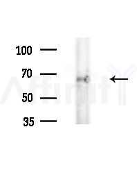 PDP2 Antibody - Western blot analysis of extracts from A375 cells, using PDP2 Antibody at 1/1000 dilution.