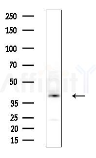 PDHA2 Antibody - Western blot analysis of extracts from Rat brain, using PDHA2 Antibody at 1/1000 dilution.