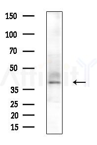 PDHA2 Antibody - Western blot analysis of extracts from MCF7 cells(heat-shock,45min treatment), using PDHA2 Antibody at 1/1000 dilution.