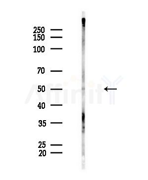 SEPT10 Antibody - Western blot analysis of lysates from Mouse brain, using SEPT10 Antibody at 1/1000 dilution.