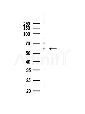 KCNN1 Antibody - Western blot analysis of lysates from Rat testis, using KCNN1 Antibody at 1/1000 dilution.