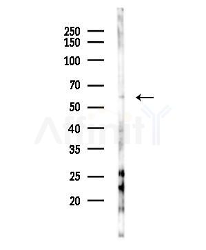 TAF7 Antibody - Western blot analysis of lysates from RAW264.