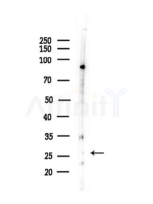 ATP6V1D Antibody - Western blot analysis of lysates from PC12 cells(starvation,24h treatment), using ATP6V1D Antibody at 1/1000 dilution.