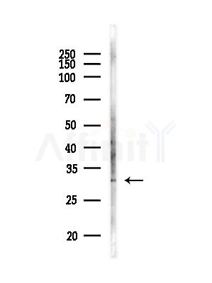 CACNG5 Antibody - Western blot analysis of lysates from RAW264.