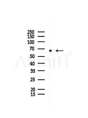 CCNK Antibody - Western blot analysis of lysates from COLO205 cells, using CCNK Antibody at 1/1000 dilution.