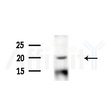 CENPM Antibody - Western blot analysis of extracts from Mouse liver, using CENPM Antibody at 1/1000 dilution.