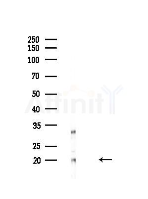 CENPM Antibody - Western blot analysis of lysates from Mouse liver, using CENPM Antibody at 1/1000 dilution.