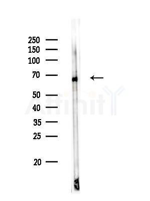 CENPT Antibody - Western blot analysis of lysates from Rat brain, using CENPT Antibody at 1/1000 dilution.