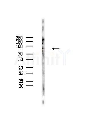 CUL5 Antibody - Western blot analysis of lysates from HepG2 cells(LPS,4h treatment), using CUL5 Antibody at 1/1000 dilution.