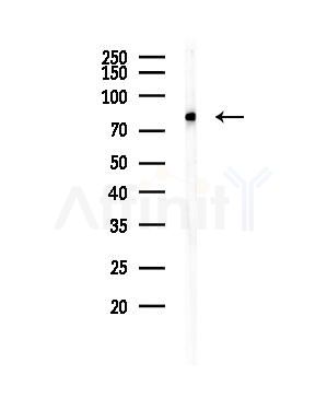 MAGD4 Antibody - Western blot analysis of lysates from HUVEC cells, using MAGD4 Antibody at 1/1000 dilution.