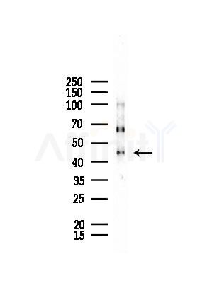 MAPK12 Antibody - Western blot analysis of lysates from Rat testis, using MAPK12 Antibody at 1/1000 dilution.