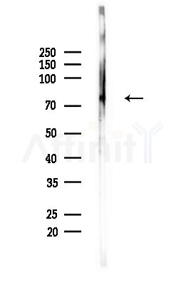 TBR1 Antibody - Western blot analysis of lysates from Mouse brain, using TBR1 Antibody at 1/1000 dilution.