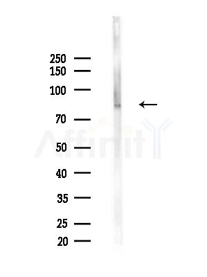 ZNF750 Antibody - Western blot analysis of lysates from Mouse liver, using ZNF750 Antibody at 1/1000 dilution.