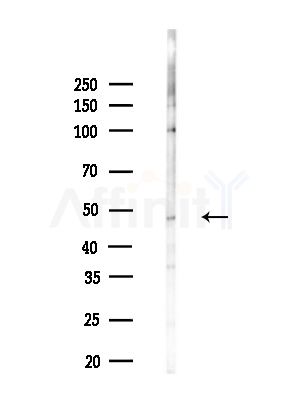 TIAL1 Antibody - Western blot analysis of lysates from B16F10-LUC cells(LPS,4h treatment), using TIAL1 Antibody at 1/1000 dilution.