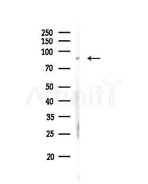 TB10B Antibody - Western blot analysis of lysates from MCF7 cells(heat-shock,45min treatment), using TB10B Antibody at 1/1000 dilution.