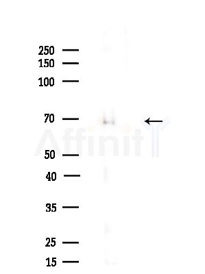 TAF1B Antibody - Western blot analysis of lysates from Mouse brain, using TAF1B Antibody at 1/1000 dilution.