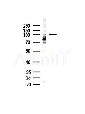 MYOCD Antibody - Western blot analysis of lysates from Mouse brain, using MYOCD Antibody at 1/1000 dilution.
