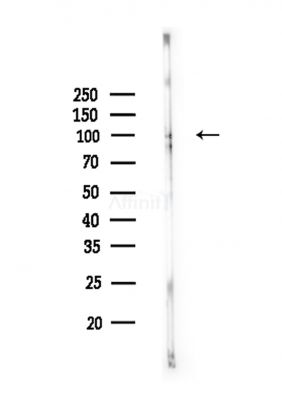E2F7 Antibody - Western blot analysis of lysates from Rat brain, using E2F7 Antibody at 1/1000 dilution.