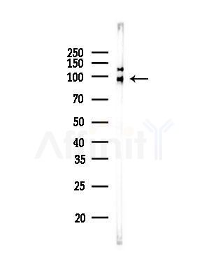E2F7 Antibody - Western blot analysis of lysates from A375 cells(LPS, 4h treatment), using E2F7 Antibody at 1/1000 dilution.