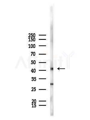 DMRTB1 Antibody - Western blot analysis of lysates from Mouse lung, using DMRTB1 Antibody at 1/1000 dilution.