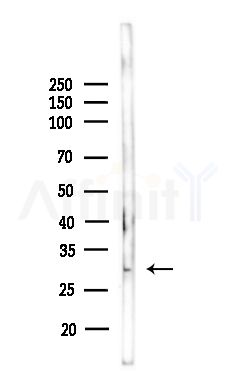 ALKBH3 Antibody - Western blot analysis of lysates from Mouse lung, using ALKBH3 Antibody at 1/1000 dilution.