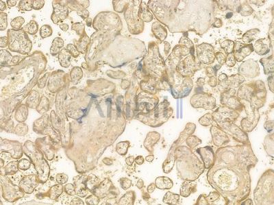 HOP Antibody - DF2456 at 1/100 staining human normal placenta tissue by IHC-P.