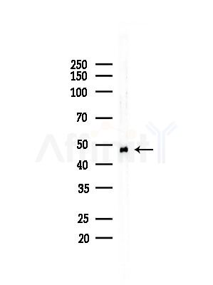 TRI31 Antibody - Western blot analysis of lysates from LoVo cells(heat-shock,45min treatment), using TRI31 Antibody at 1/1000 dilution.
