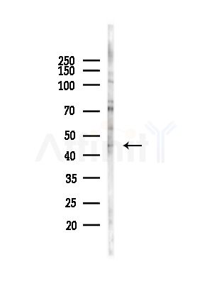 TAZ Antibody - Western blot analysis of lysates from COS-7 cells(heat-shock,45min treatment), using TAZ Antibody at 1/1000 dilution.