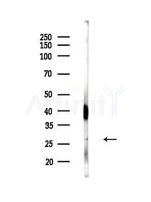 MOBKL1B Antibody - Western blot analysis of lysates from Hela cells, using MOBKL1B Antibody at 1/1000 dilution.