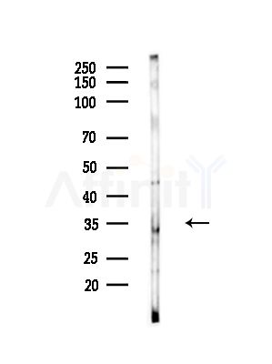 TSSC4 Antibody - Western blot analysis of lysates from Mouse testis, using TSSC4 Antibody at 1/1000 dilution.