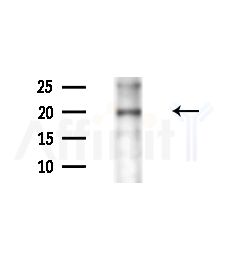 FAIM1 Antibody - Western blot analysis of extracts from Mouse liver, using FAIM1 Antibody at 1/1000 dilution.