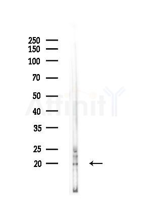 FAIM1 Antibody - Western blot analysis of lysates from Mouse liver, using FAIM1 Antibody at 1/1000 dilution.