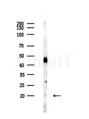 FAIM1 Antibody - Western blot analysis of lysates from HUVEC cells(LPS,4h treatment), using FAIM1 Antibody at 1/1000 dilution.