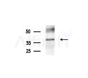 FGF14 Antibody - Western blot analysis of extracts from MCF7 cells(heat-shock treatment), using FGF14 Antibody at 1/1000 dilution.