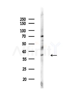 FGF14 Antibody - Western blot analysis of lysates from MCF7 cells(heat-shock,45min treatment), using FGF14 Antibody at 1/1000 dilution.