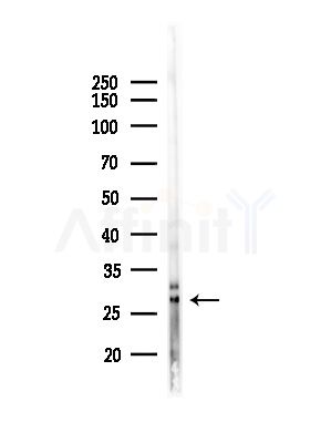 FGF8 Antibody - Western blot analysis of lysates from Mouse lung, using FGF8 Antibody at 1/1000 dilution.