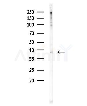 FGFP1 Antibody - Western blot analysis of lysates from HUVEC cells, using FGFP1 Antibody at 1/1000 dilution.