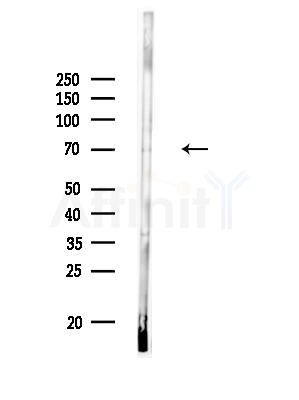 HSPA12A Antibody - Western blot analysis of lysates from Rat brain, using HSPA12A Antibody at 1/1000 dilution.