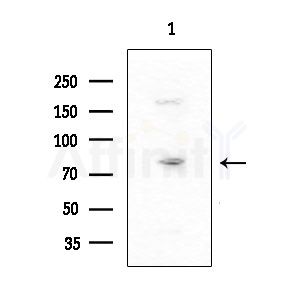HSPA12B Antibody - Western blot analysis of extracts from HUVEC cells, using HSPA12B Antibody at 1/1000 dilution.