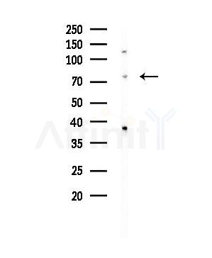 HSPA12B Antibody - Western blot analysis of lysates from HUVEC cells, using HSPA12B Antibody at 1/1000 dilution.