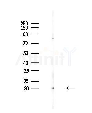 HSPB3 Antibody - Western blot analysis of lysates from PC12 cells(starvation,24h treatment), using HSPB3 Antibody at 1/1000 dilution.
